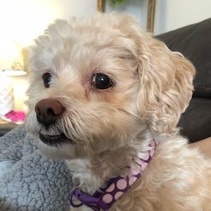 Meet your Posher, Brianna